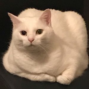 Meet your Posher, Adrian